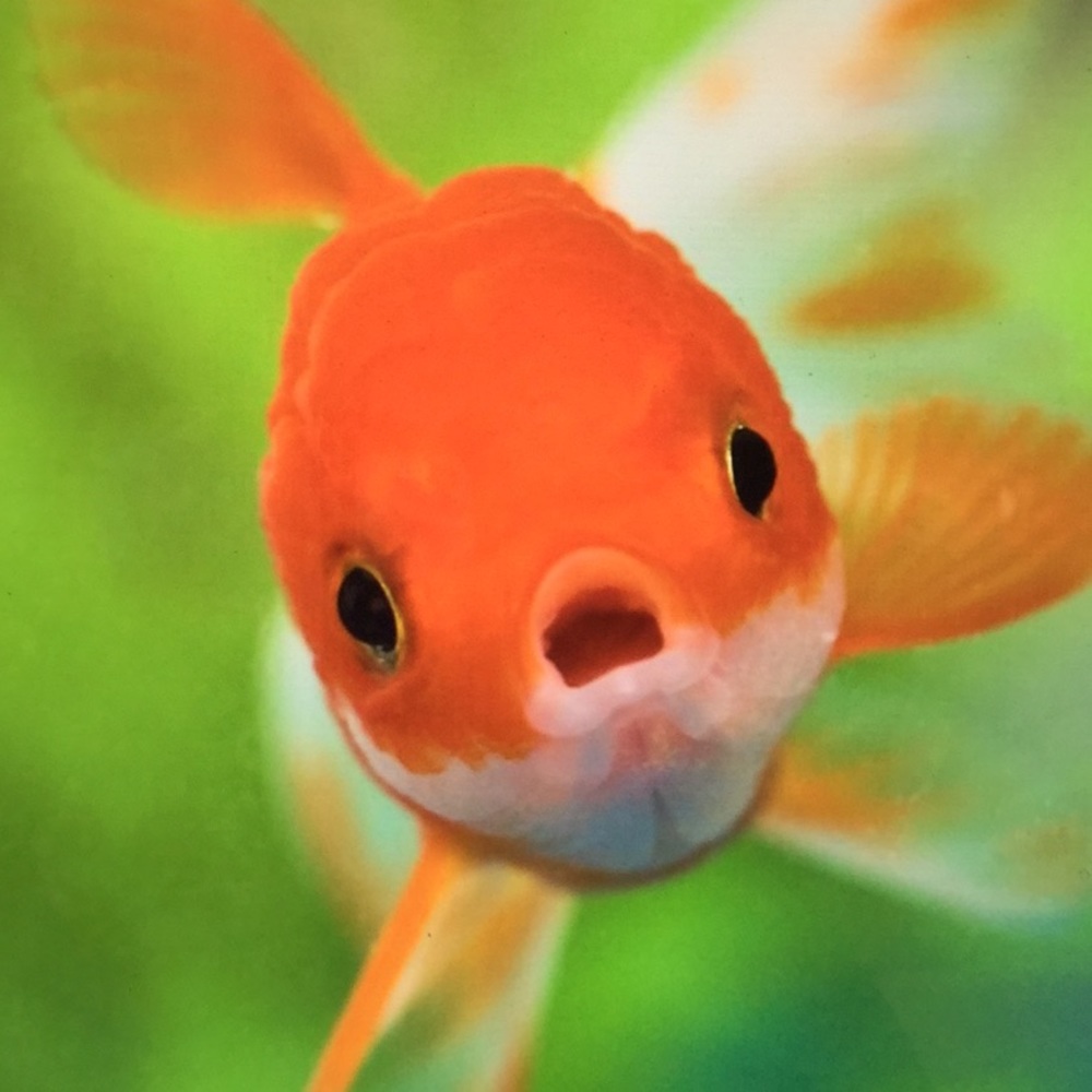 Meet your Posher, Gold